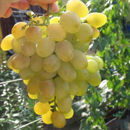 Виноград ЯНТАРЬ в Тюмени