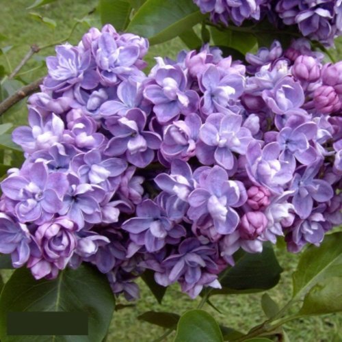 Сирень АМИ ШОТТ в Тюмени