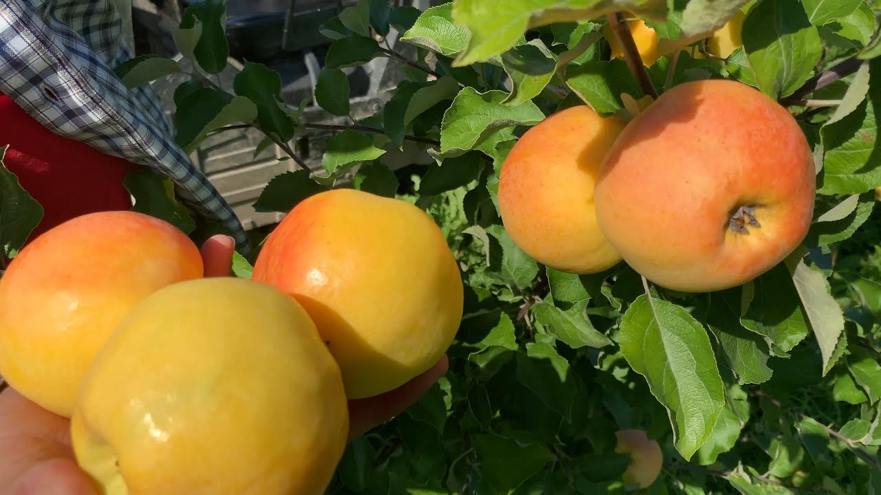 Превью видео