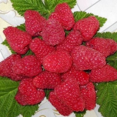 Сладкая в Тюмени