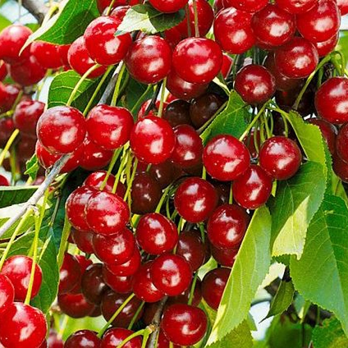 Вишня БРУСНИЦЫНА степная в Тюмени