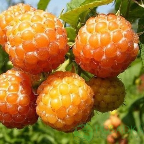 Малина КУМБЕРЛЕНД желтая в Тюмени