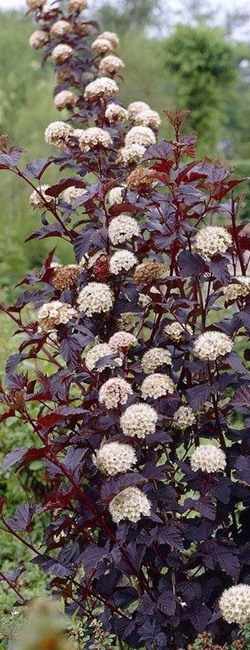 саженцы пузыреплодника посадка и.jpg