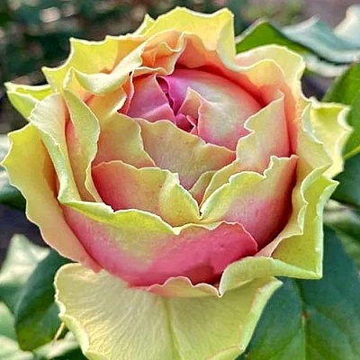Роза ПИТАХАЙЯ чайно-гибридная  в Тюмени