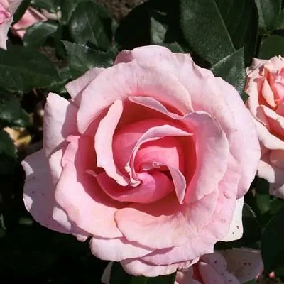 Роза ПОЭЗИЯ флорибунда в Тюмени