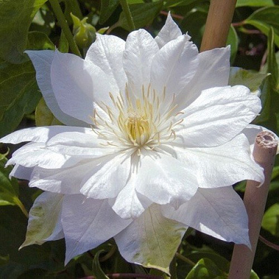 Клематис ДАЧЕСС ОФ ЭДИНБУРГ в Тюмени