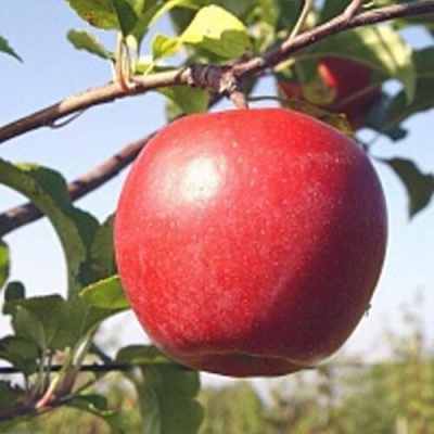 Яблоня ЛИГОЛ в Тюмени