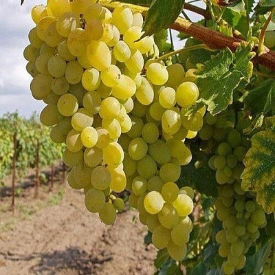 Виноград КРАСА СЕВЕРА в Тюмени
