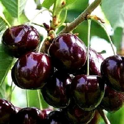 Черешня ДОНЕЦКИЙ УГОЛЁК в Тюмени