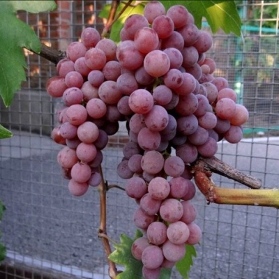 Виноград ЭЛЕГИЯ в Тюмени