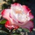 Роза НОСТАЛЬЖИ чайно-гибридная  в Тюмени