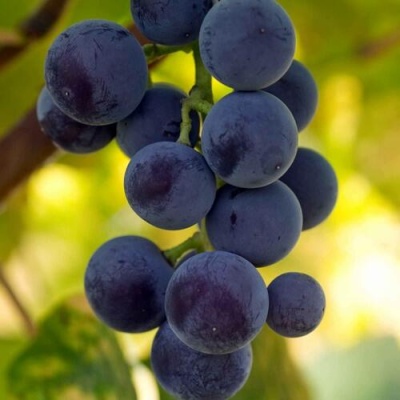 Виноград МАРС в Тюмени
