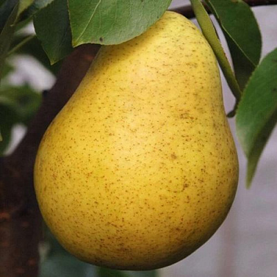 Крупная в Тюмени