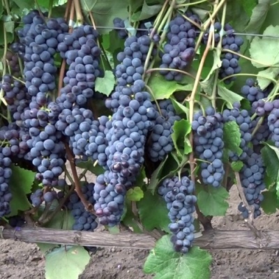 Виноград ЗИЛГА в Тюмени