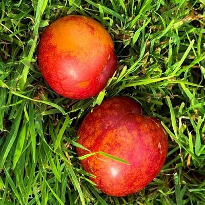 Шарафуга НЕКТАРИННАЯ в Тюмени