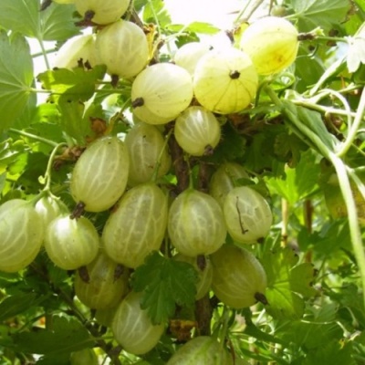 Крыжовник ИНВИКТА в Тюмени