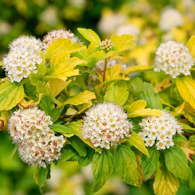 Желтый в Тюмени