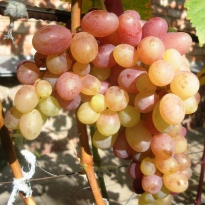 Виноград ТАСОН в Тюмени