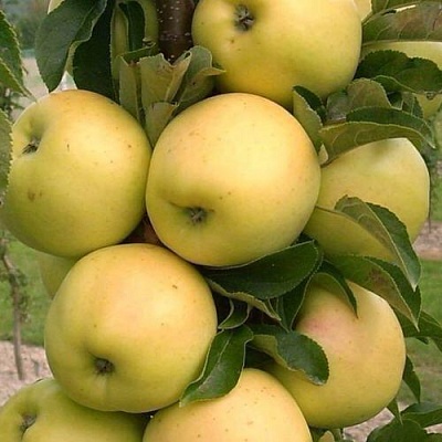 Яблоня МЕДОК колонновидная в Тюмени