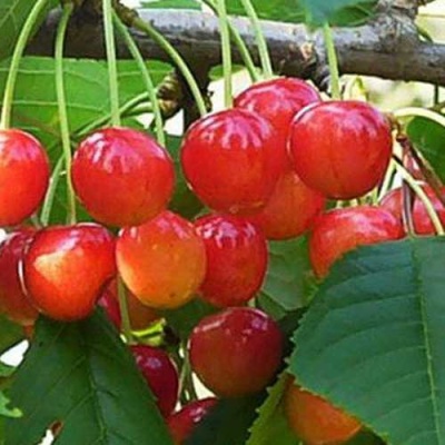 Черешня ДОНЧАНКА в Тюмени