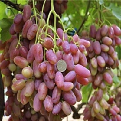 Виноград ПРЕОБРАЖЕНИЕ в Тюмени