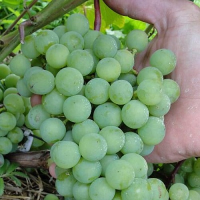 Виноград СУПАГА в Тюмени