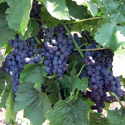 Виноград ВЕНУС в Тюмени