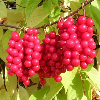 Лимонник в Тюмени