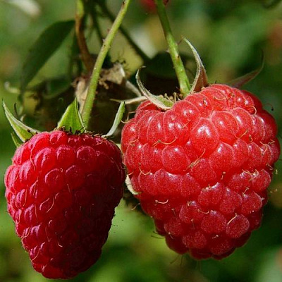 Кустовая в Тюмени