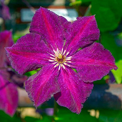 Клематис ГРЮНВАЛЬД в Тюмени