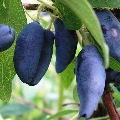 Жимолость съедобная Жимолость съедобная в Тюмени