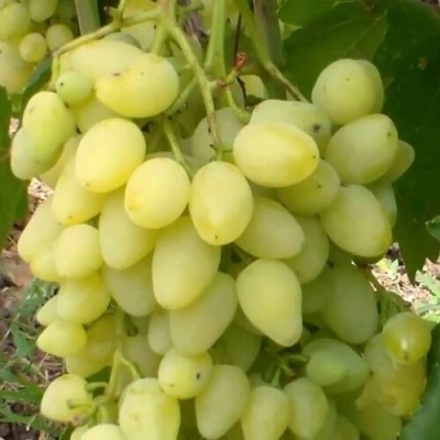 Виноград ЗАРНИЦА в Тюмени