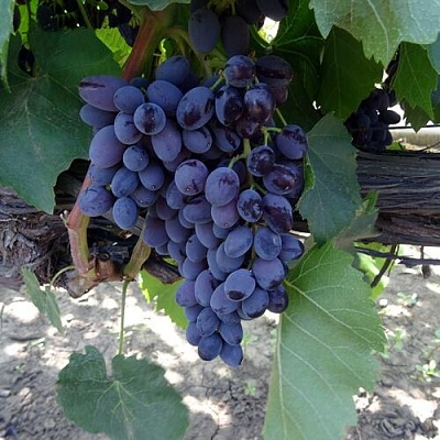 Виноград ЮПИТЕР в Тюмени