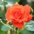 Роза АНЖЕЛИКА чайно-гибридная  в Тюмени