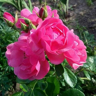 Роза АНГЕЛА флорибунда в Тюмени