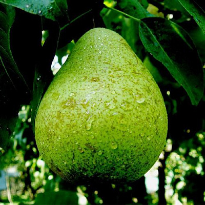 Зеленая в Тюмени