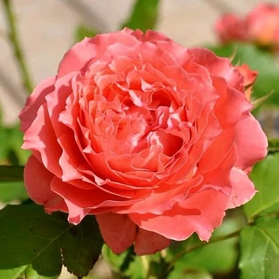 Роза КОРАЛ ЖЕЛЕ японская в Тюмени