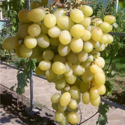 Виноград БЛАГОВЕСТ в Тюмени