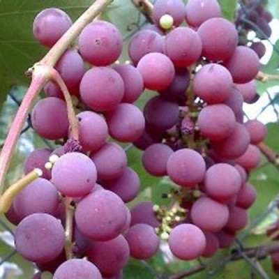 Виноград ЛЮСИЛЬ в Тюмени