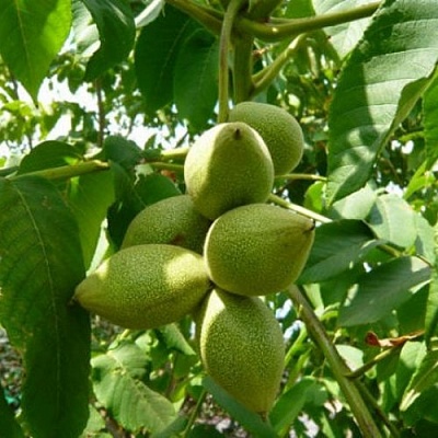 Маньчжурский орех  в Тюмени