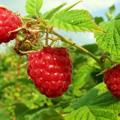 Бесшипная в Тюмени