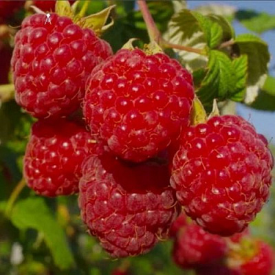 Ранняя в Тюмени