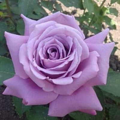 Роза МАЙЗЕР чайно-гибридная  в Тюмени