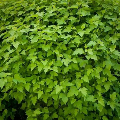 Зеленый в Тюмени