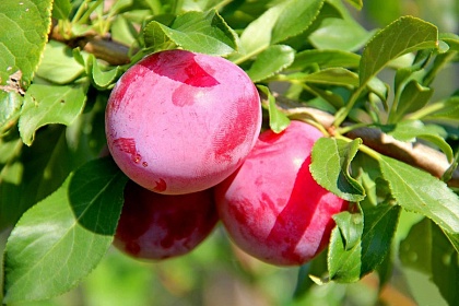 Сорта плодовых деревьев - Слива (алыча)
