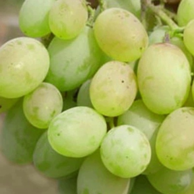 Виноград СВЕТЛАНА в Тюмени
