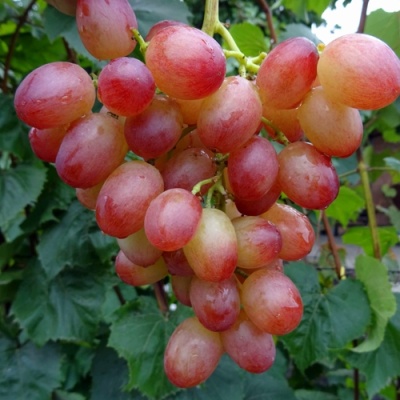 Виноград ЛИВИЯ в Тюмени