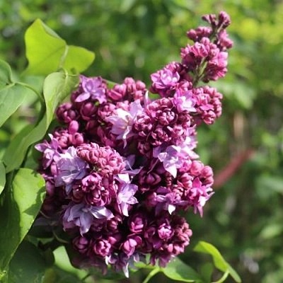 Сирень МАРШАЛ МАЛИНОВСКИЙ в Тюмени
