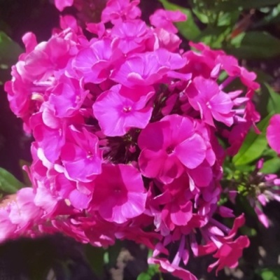 Флокс БАМБИНИ ДИЗАЙР метельчатый в Тюмени