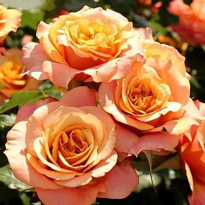 Роза ЛА ВИЛЛА КОТТА шраб  в Тюмени